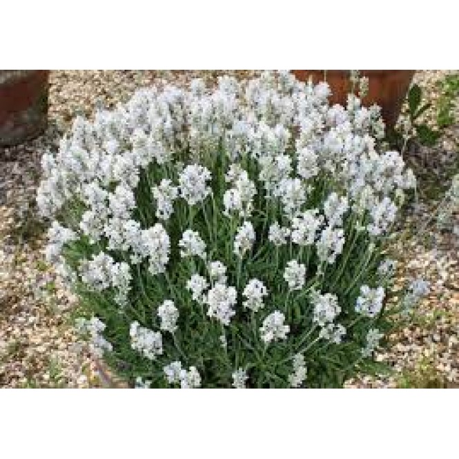 Levanda paprastoji ( lot.Lavandula angustifolia) Hidcote White