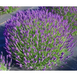 Levanda paprastoji ( lot.Lavandula angustifolia) Hidcote Blue Levanda paprastoji ( lot.Lavandula angustifolia) Hidcote Blue