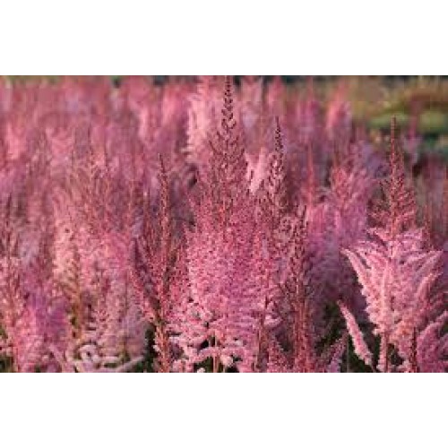 Astilbė  kininė ( lot. Astilbe chinensis) Mighty Pip
