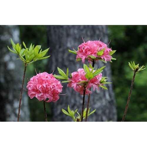Azalija didžiažiedė  ( lot. Azalea deciduous)  Homebush
