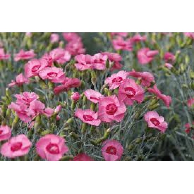 Gvazdikas plunksninis( lot. Dianthus plumarius) Angel of Hope