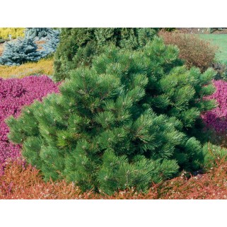 Pušis juodoji ( lot. Pinus nigra )  Hornibrookiana