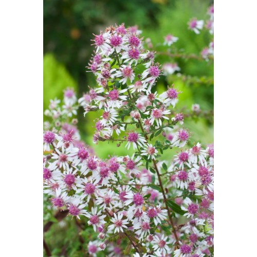 Astras vėlyvasis  ( lot. Aster lateriflorus) Horizontalis