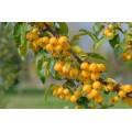 Obelis dekoratyvinė (lot. Malus zumi) Golden Hornet