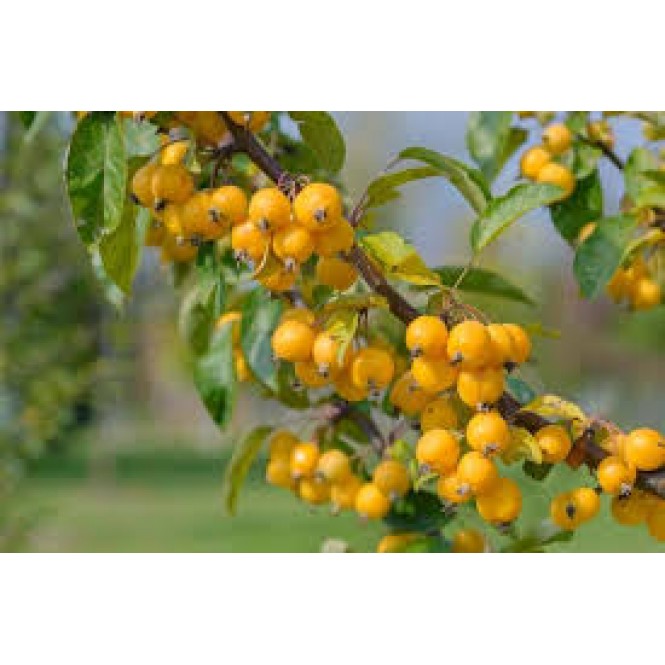 Obelis dekoratyvinė (lot. Malus zumi) Golden Hornet