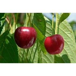 Trešnės vyšnios hibridas ( lot.Prunus avium x cerasus) Hortensia