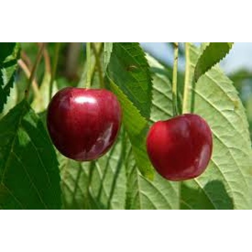 Trešnės vyšnios hibridas ( lot.Prunus avium x cerasus) Hortensia