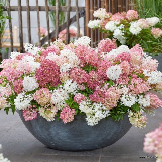 Hortenzija šluotelinė ( lot. Hydrangea paniculata)  Groundbreaker® Blush™