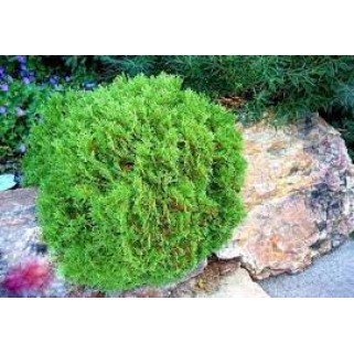Tuja vakarinė ( lot. Tuja occidentalis) Hoseri