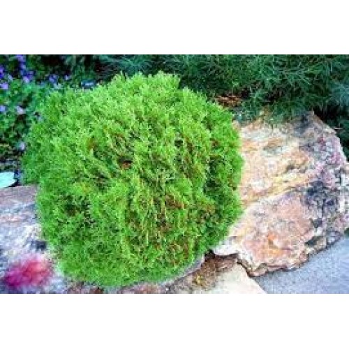 Tuja vakarinė ( lot. Tuja occidentalis) Hoseri