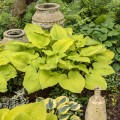 Melsvė ( lot. Hosta) Shadowland cost to cost
