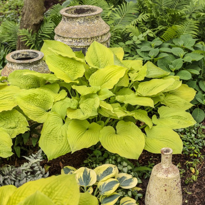 Melsvė ( lot. Hosta) Shadowland cost to cost