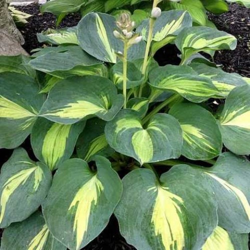 Melsvė ( lot. Hosta) Dream Queen