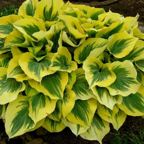Melsvė ( lot. Hosta) Liberty