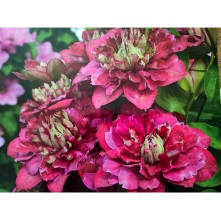 Raganė ( lot.Clematis) Hot kisses