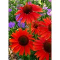 Ežiuolė  (lot.Echinacea purpurea) Hot Lava