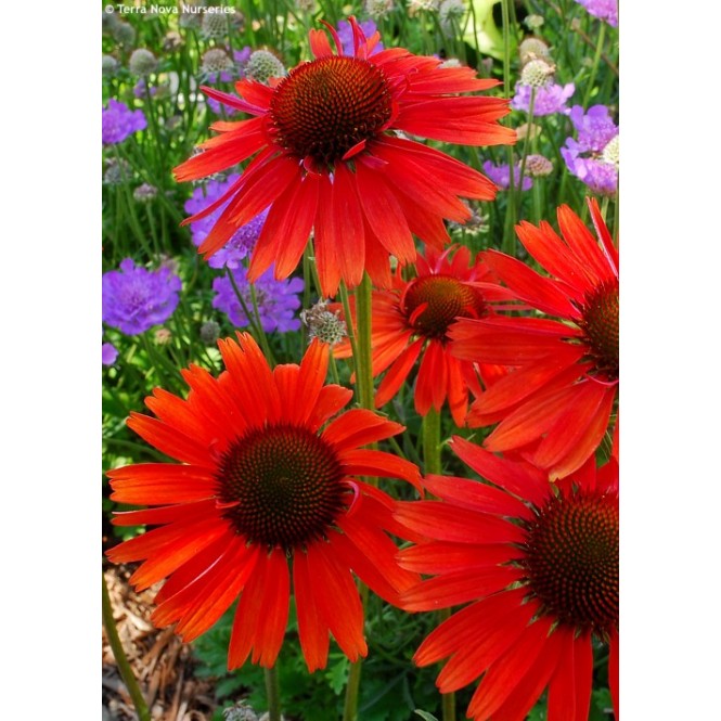 Ežiuolė  (lot.Echinacea purpurea) Hot Lava