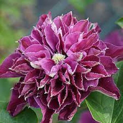 Raganė ( lot.Clematis) Hot Love