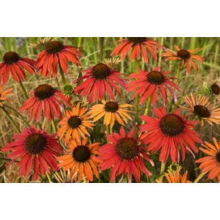 Ežiuolė (lot.Echinacea purpurea)  Hot Summer