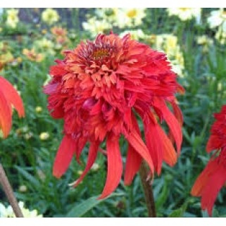 Ežiuolė rausvažiedė (lot.Echinacea purpurea) Hot Papaya