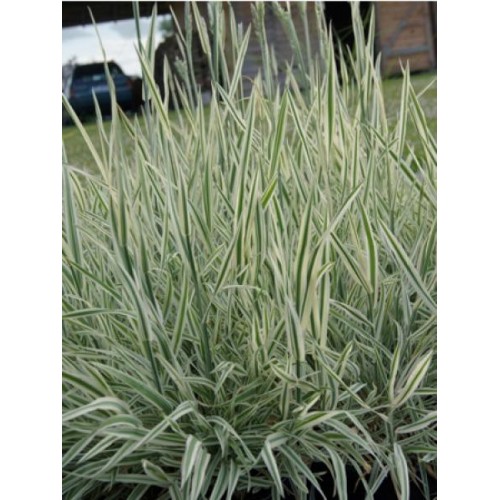 Vilnūnė ( lot. Holcus mollis ) Jackdaws Cream