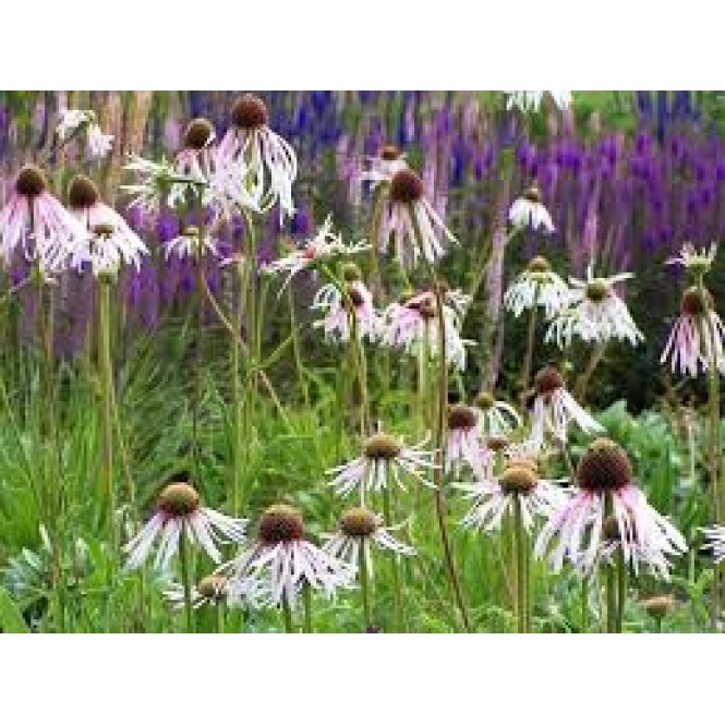 Ežiuolė blyškioji (lot.Echinacea pallida) Hula Dancer