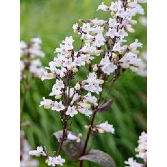 Penstemonas ( lot. Penstemon digitalis) Andenken an Frederik (Garnet)