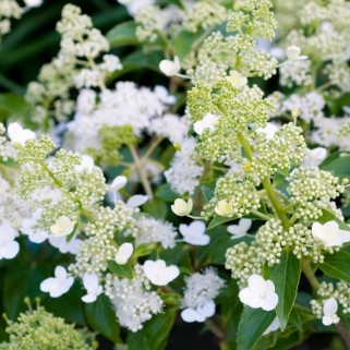 Hortenzija šluotelinė ( lot. Hydrangea paniculata) Kyushu