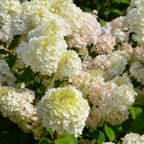 Hortenzija šluotelinė ( lot. Hydrangea paniculata) Diamantino
