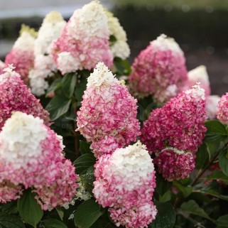 Hortenzija šluotelinė ( lot. Hydrangea paniculata) Living Colourful Cocktail