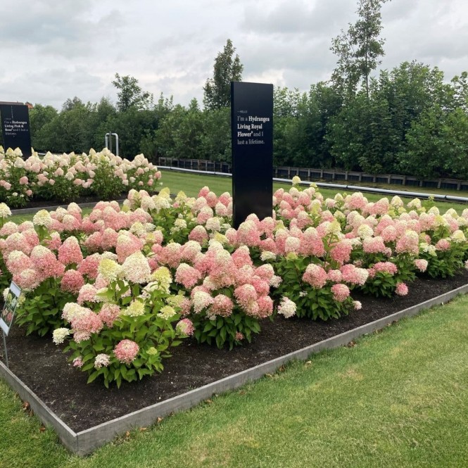 Hortenzija šluotelinė ( lot. Hydrangea paniculata) Living Royal Flower