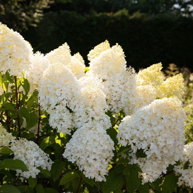 Hortenzija šluotelinė ( lot. Hydrangea paniculata) Living sugar rush