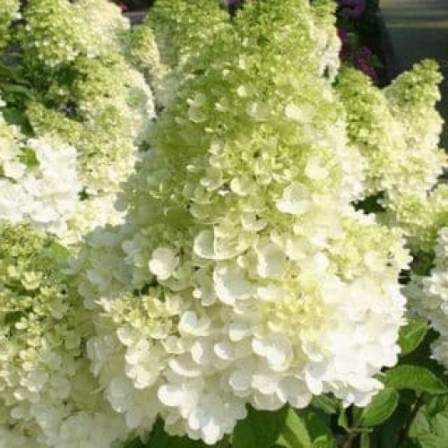 Hortenzija šluotelinė ( lot. Hydrangea paniculata) Magical Moonlight