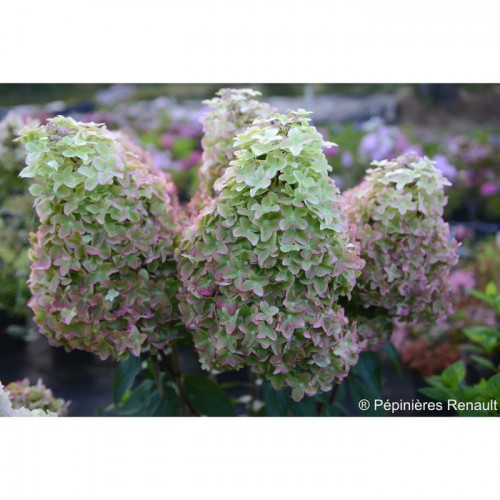 Hortenzija šluotelinė ( lot. Hydrangea paniculata)  Metalica ® 'renmeta'
