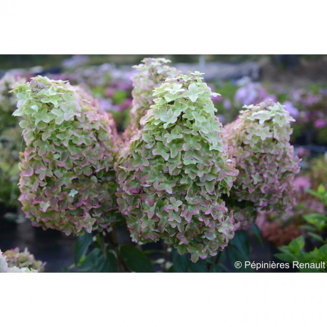 Hortenzija šluotelinė ( lot. Hydrangea paniculata)  Metalica ® 'renmeta'