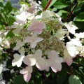 Hortenzija šluotelinė ( lot. Hydrangea paniculata) Wims red