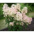 Hortenzija šluotelinė ( lot. Hydrangea paniculata) Wims red