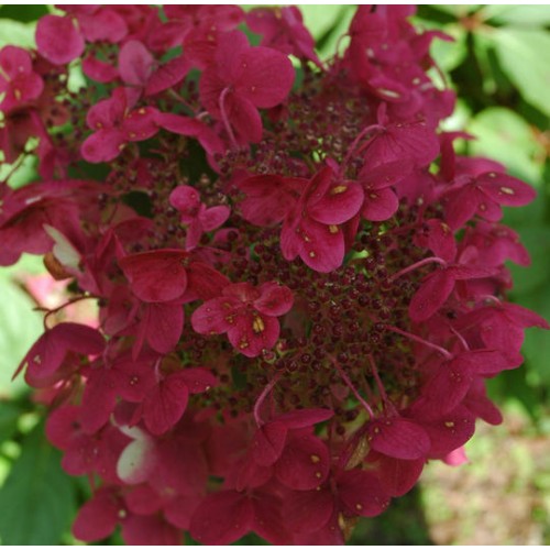 Hortenzija šluotelinė ( lot. Hydrangea paniculata) Wims red