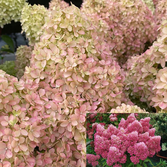 Hortenzija šluotelinė ( lot. Hydrangea paniculata) Petite  Flori