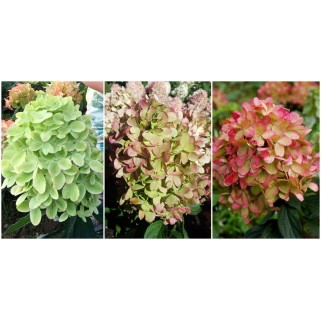 Hortenzija šluotelinė ( lot. Hydrangea paniculata) Graffiti