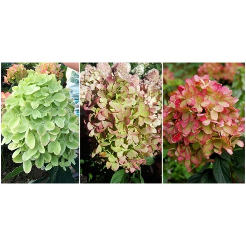 Hortenzija šluotelinė ( lot. Hydrangea paniculata) Graffiti