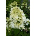 Hortenzija šluotelinė ( lot. Hydrangea paniculata) Diamant Rouge