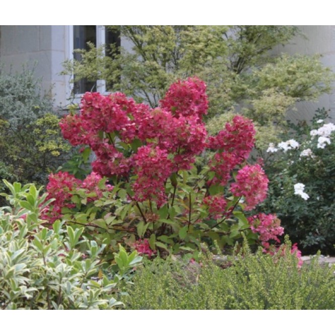 Hortenzija šluotelinė ( lot. Hydrangea paniculata) Diamant Rouge