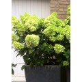 Hortenzija šluotelinė ( lot. Hydrangea paniculata) Mojito