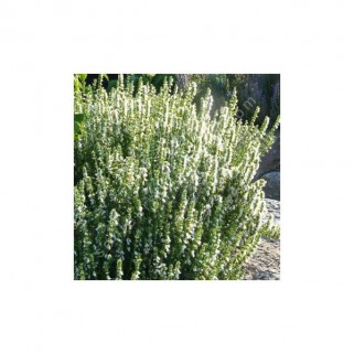 Juozažolė ( lot. Hyssopus officinalis) Alba