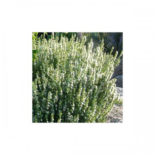 Juozažolė ( lot. Hyssopus officinalis) Alba