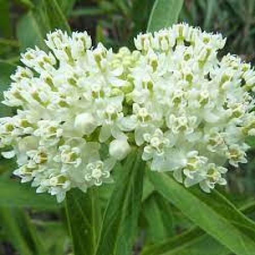 Klemalis   (lot. Asclepias incarnata)  Ice Ballet