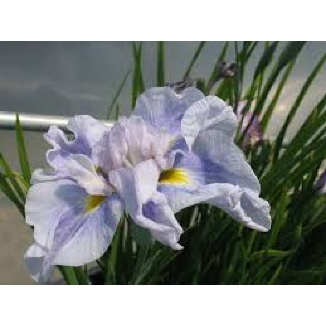 Vilkdalgis japoninis (lot. Iris ensata) Dinner Plate Ice Cream