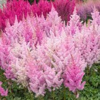 Astilbė arendso (lot. Astilbe arendsii) Ice Cream
