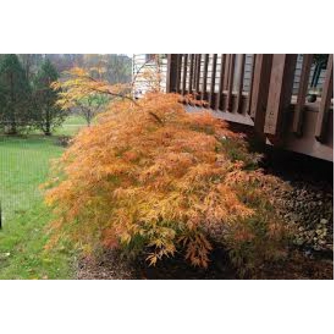 Klevas korėjinis ( lot. Acer pseudosieboldianum) Ice Dragon